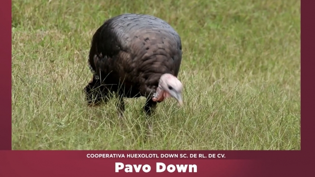 Cooperativa Pavo Down