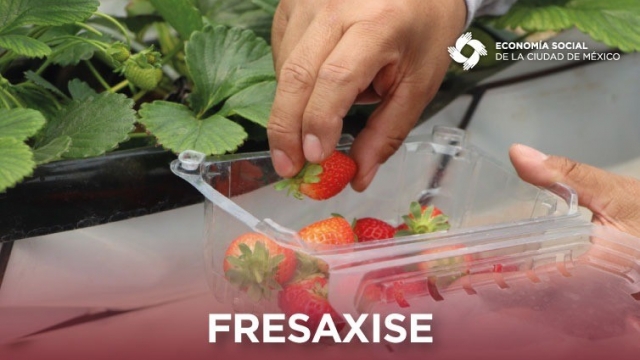 Cooperativa Fresaxise